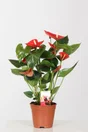 Anthurium hauteur à maturité 75 cm