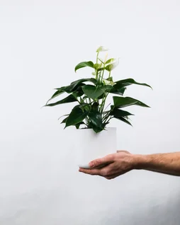 Anthurium hauteur à maturité 75 cm