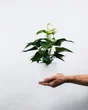 Anthurium hauteur à maturité 75 cm
