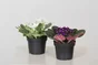 Sant Paulia mix pot 12 cm