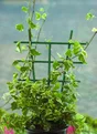 Tuteur Echelle Grand Modèle En Espalier Nortene H.0.5 M