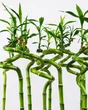 Lucky bamboo hauteur a maturite 110 cm