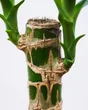 Lucky bamboo hauteur a maturite 110 cm