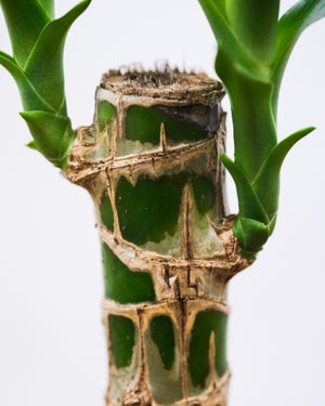 Lucky bamboo hauteur a maturite 110 cm