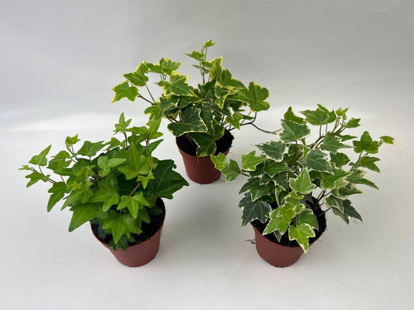 Lierre hedera mix pot 9 cm