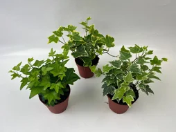 Lierre hedera mix pot 9 cm