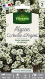 Graine d'alysse corbeille d'argent, VILMORIN, 1 g