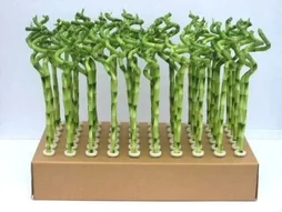Lucky bamboo hauteur a maturite 70 cm