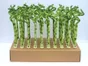 Lucky bamboo hauteur a maturite 70 cm