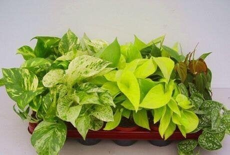 Scindapsus hauteur a maturite 30 cm