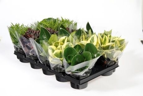 Plante grasse hauteur a maturite 40 cm
