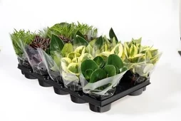 Plante grasse hauteur a maturite 40 cm