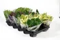 Plante grasse hauteur a maturite 40 cm
