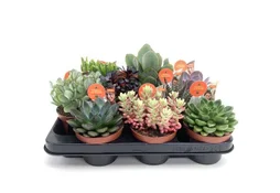 Plante grasse hauteur a maturite 30 cm