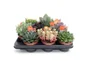 Plante grasse hauteur a maturite 30 cm