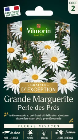Graines florale reine marguerite grande little princess blanc centre jaune 1 g