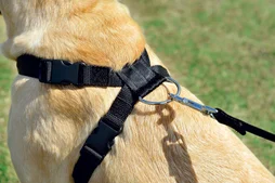 Harnais de securite chien small