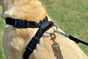 Harnais de securite chien small