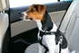 Harnais de securite chien small