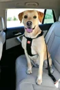 Harnais de securite chien large