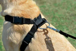 Harnais de securite chien xlarge