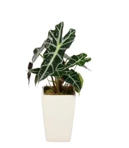 Mix de plantes hauteur a maturite 40 cm