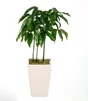 Mix de plantes hauteur a maturite 40 cm