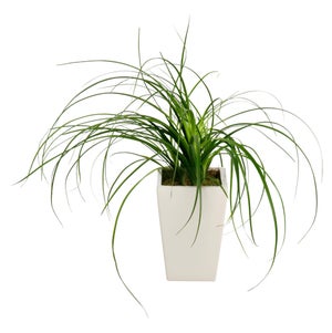 Mix de plantes hauteur a maturite 40 cm