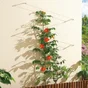 Kit palissage plantes grimpantes NORTENE