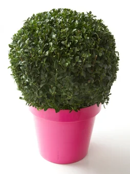 Boule de buis en cache pot colore