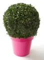 Boule de buis en cache pot colore