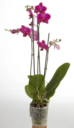 Phalaenopsis hauteur à maturité 60 cm