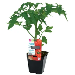 Tomates saint pierre pot de ø 10.5 cm