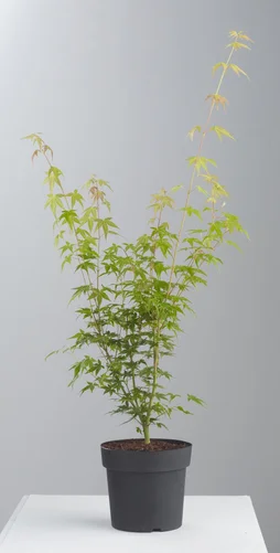 Acer demi-tige mix, pot de 3L