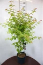 Acer demi-tige mix, pot de 3L