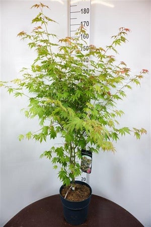 Acer demi-tige mix, pot de 3L