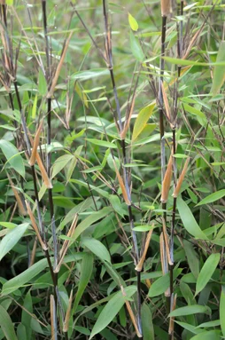 Bambou Buisson Fargesia Muriella