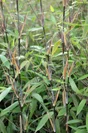 Bambou Buisson Fargesia Muriella