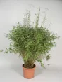 Bambou Buisson Fargesia Muriella