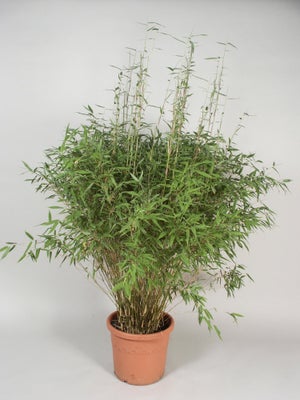 Bambou Buisson Fargesia Muriella