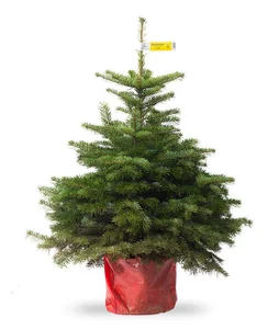 Sapin naturel nordmann en pot H.80/100 cm
