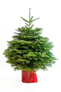 Sapin naturel nordmann en pot H.100/125 cm