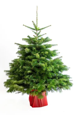 Sapin naturel nordmann en pot H.125/150 cm