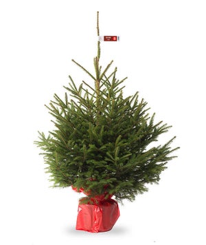 Sapin naturel epicea en pot H.100/125 cm