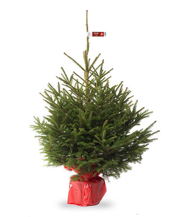Sapin naturel epicea en pot H.100/125 cm