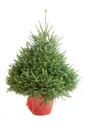 Sapin naturel epicea en pot H.100/125 cm