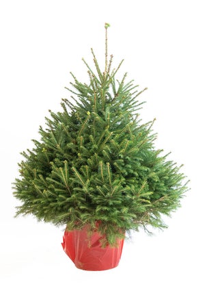 Sapin naturel epicea en pot H.100/125 cm
