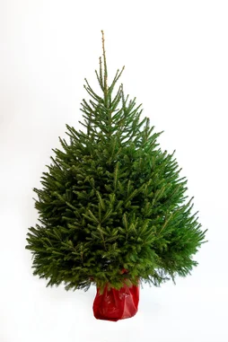 Sapin naturel epicea en pot H.125/150 cm