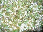 Charge filtrante piscine Sandglass 1.6/4 mm