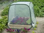 Serre de balcon pour carré de potager pop-up, NATURE, l.100 x P.100 x H.100 cm